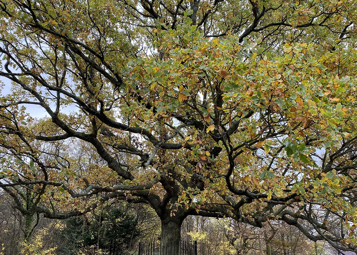 Close up view of the trees upper branches, most of the leaves have started to turn yellow.