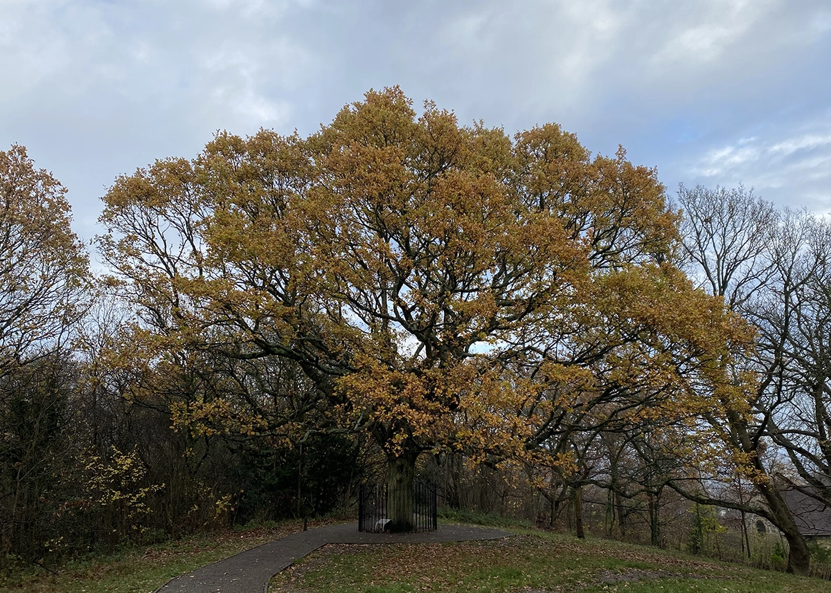 Full view of the tree, all the leaves are orange