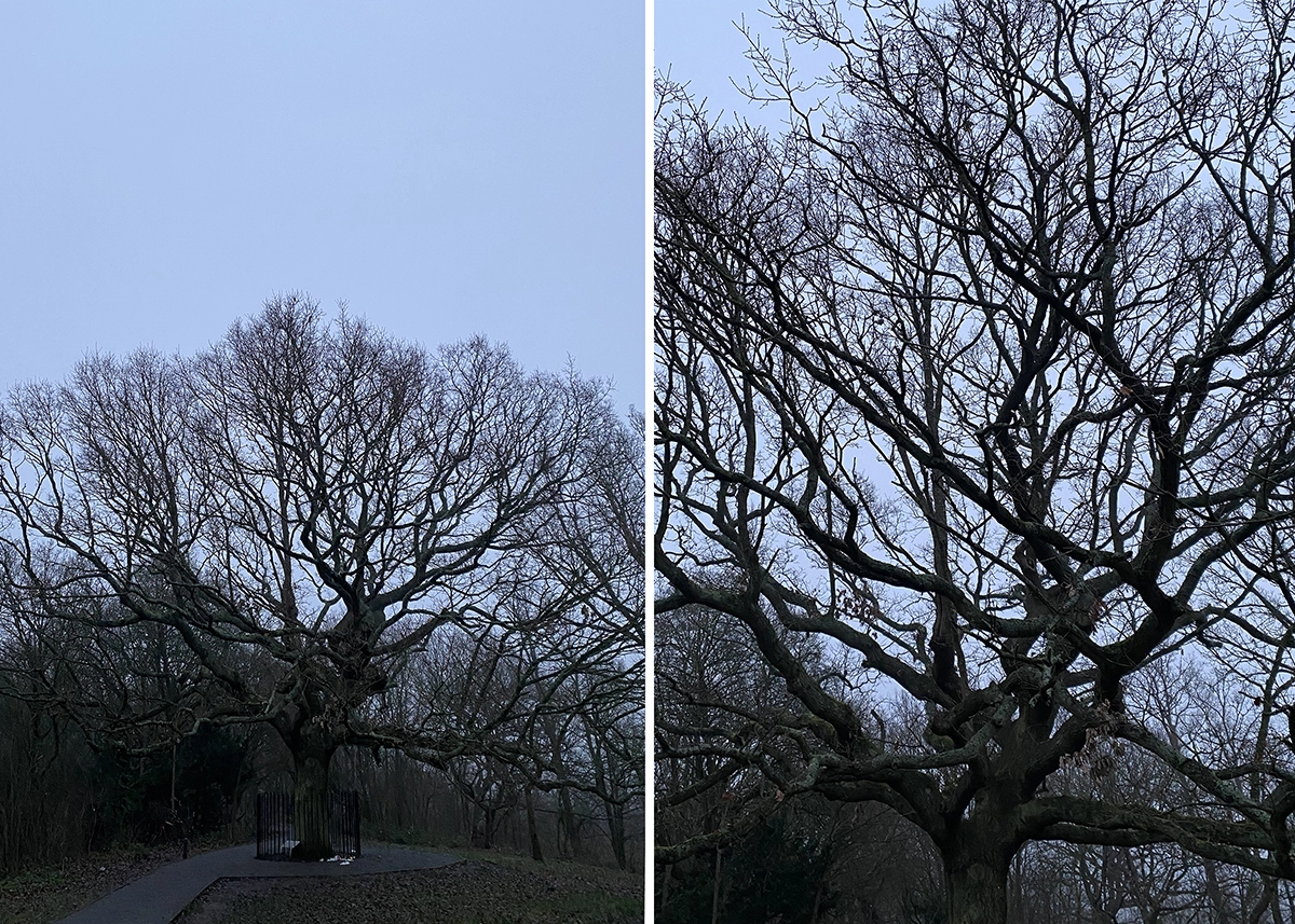 Two photos of the tree side by side, one zoomed out and one close up to the main trunk. It's a grey day and there are no leaves.