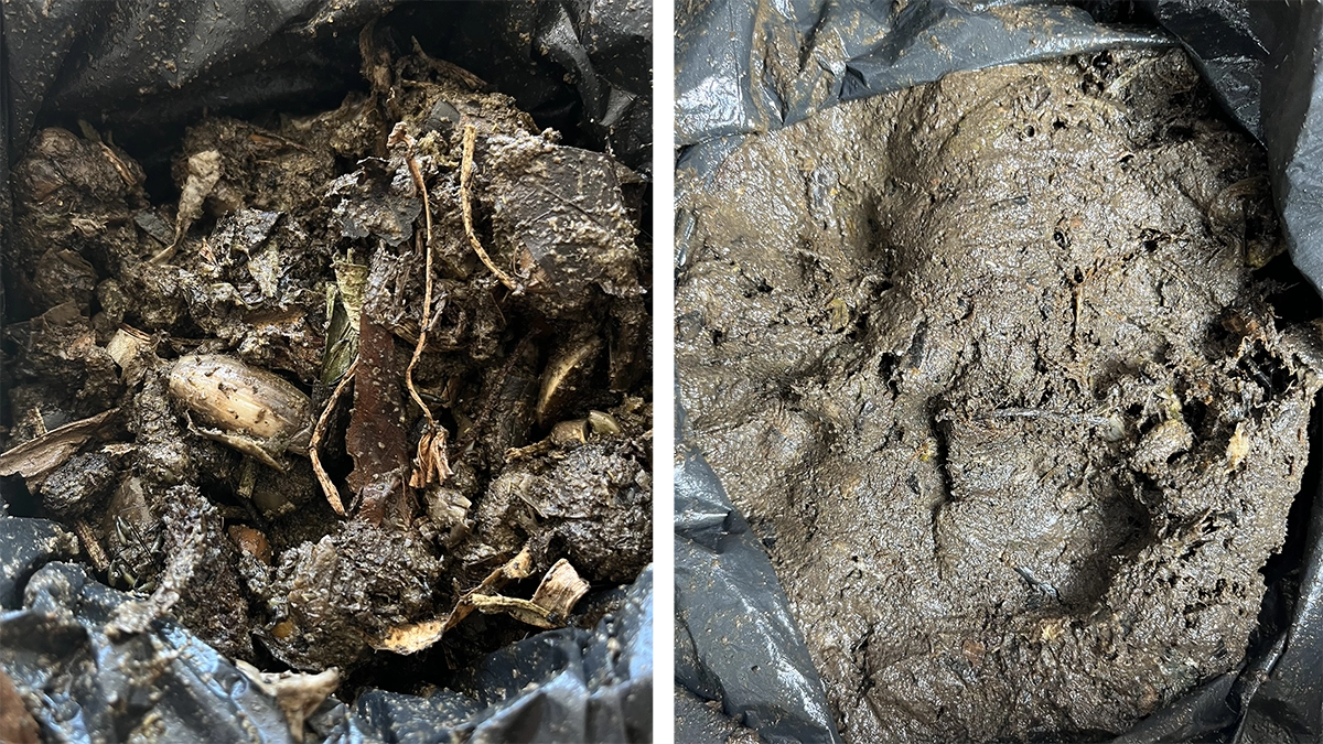 2 pictures of rotten food/compost in varying stages of decomposition. The left has some bigger chuncks in it and looks slimy, the right looks like sludge.
