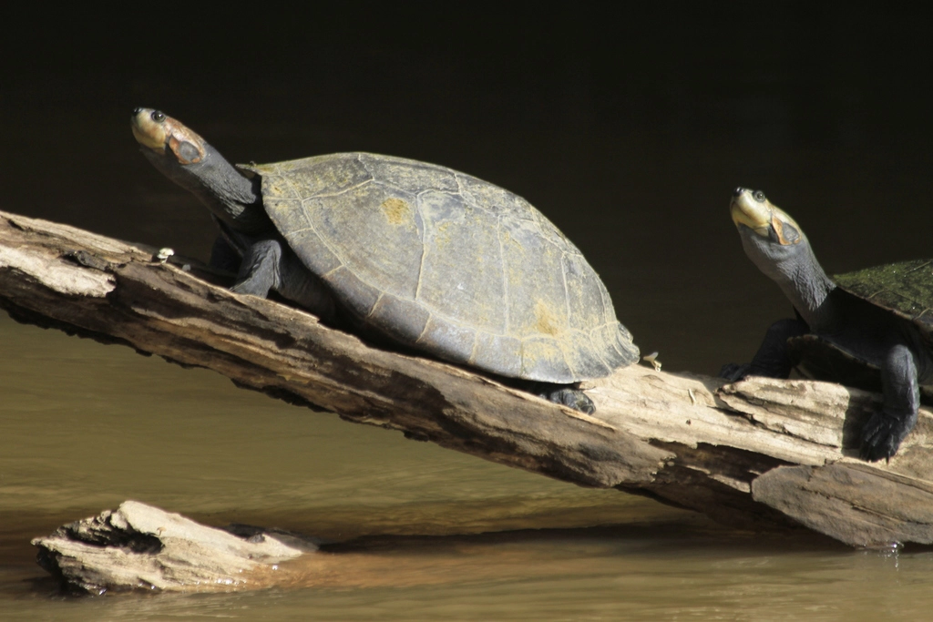Two river turtles perched on a fallen tree above some water