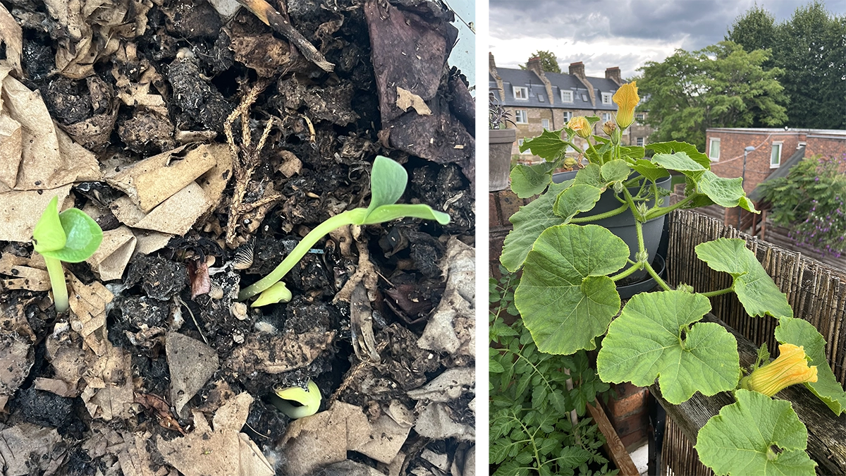 a picture of 3 small sprouts growing out of compost and one of a big flowering squash plant growing out of a pot