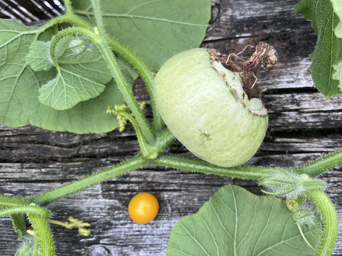 A small green squash next to a yellow cherry tomato